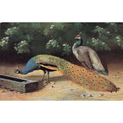 Postcard Peacocks