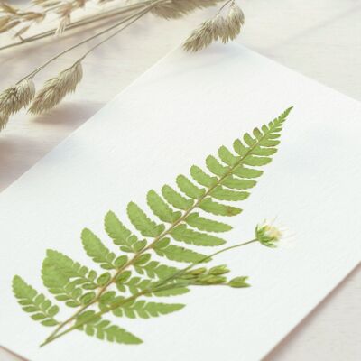 Flower herbarium: Fern bouquet • A6 format • to frame