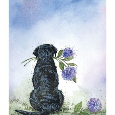 Labrador and hydrangeas