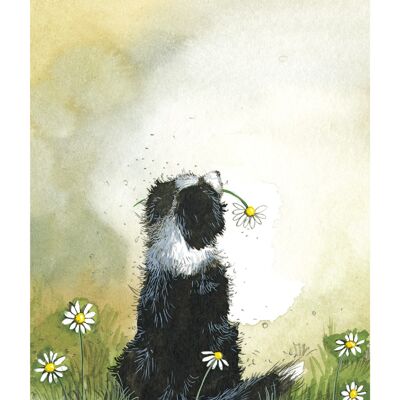 Collie and daisies