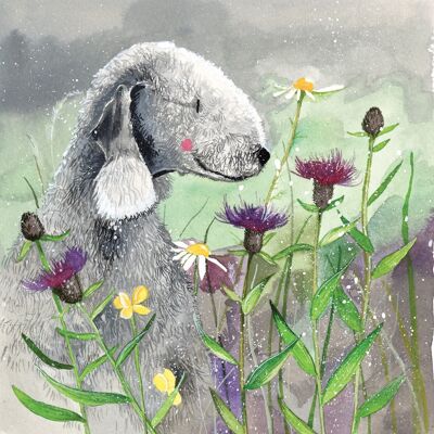 Bedlington and knapweed black card