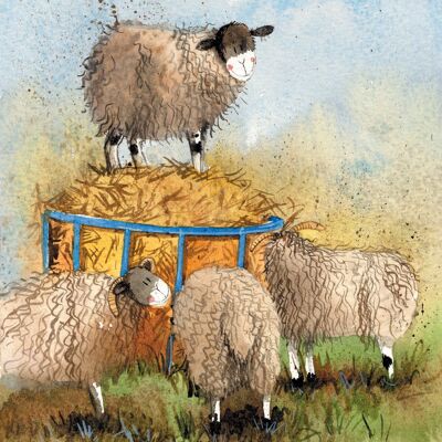 Sheep & hay blank card