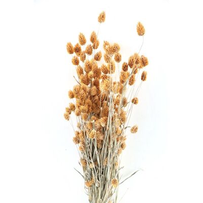 Phalaris - Lachs - Kanariengras - Trockenblumen