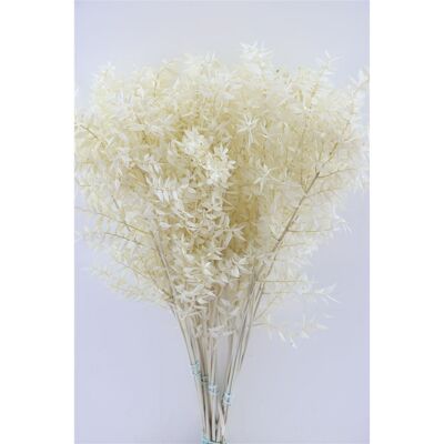 Ruscus - Blanqueado - 70 cm - flores secas