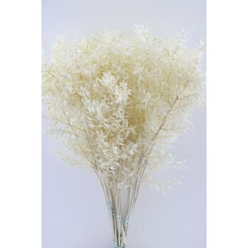 Ruscus - Blanchi - 70 cm - fleurs séchées