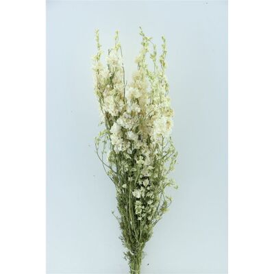 Delphinium - Rittersporn - weiß - Trockenblumen