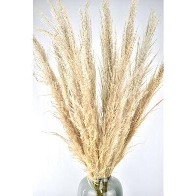 Pampas plumes - Cortaderia - natural - 100cm