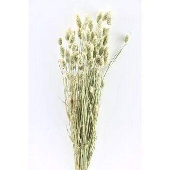 Fleurs séchées - Phalaris - naturel - 60 cm 2