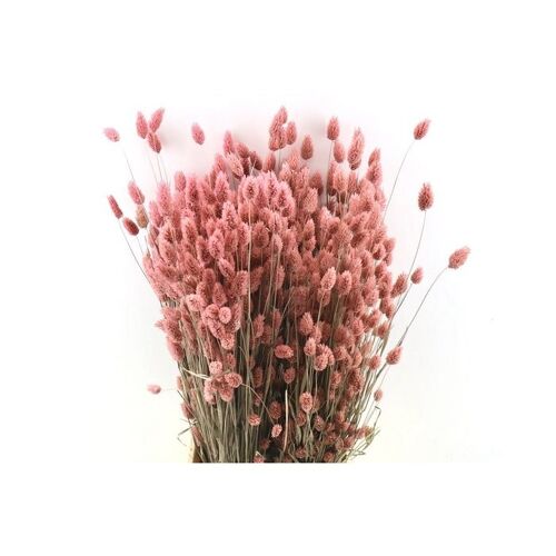 Phalaris licht roze - 60 cm - Droogbloemen