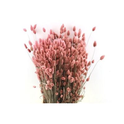 Phalaris rosa claro - 60 cm - Flores secas