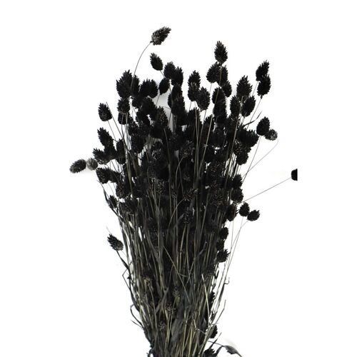 Phalaris - zwart - kanariegras - droogbloemen