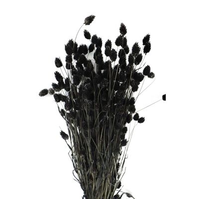 Phalaris - black - canary grass - dried flowers