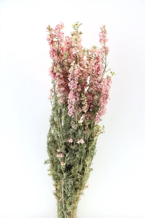 Delphinium - ridderspoor - roze - droogbloemen