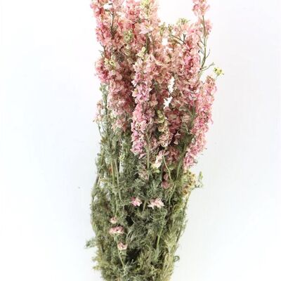 Delphinium - pied d'alouette - rose - fleurs séchées