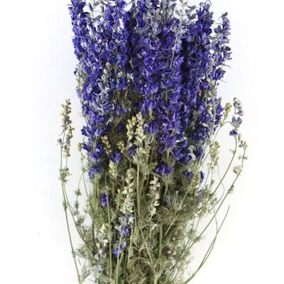 Delphinium - larkspur - blu - fiori secchi