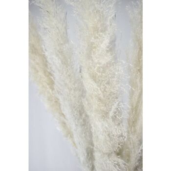 Panaches de la pampa - Cortaderia - blanc/gris- 100cm 3