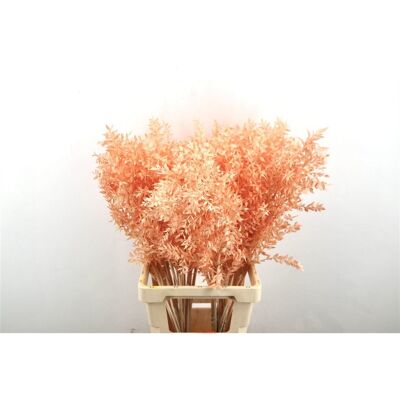 Ruscus - Salmone - 70 cm - fiori secchi