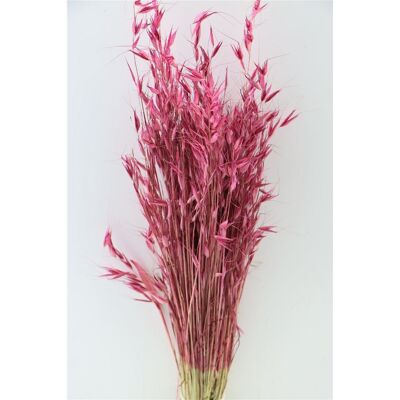 Avena - oat grass - cerise - dried flowers