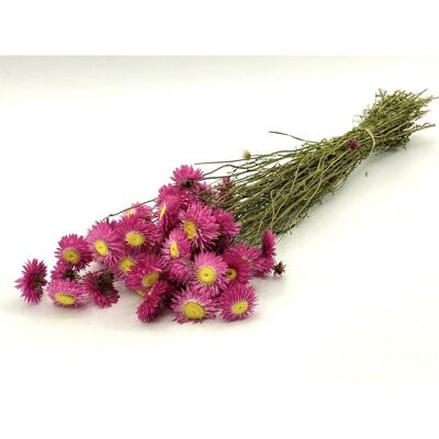 Fleurs séchées - Acroclinium - 50 cm