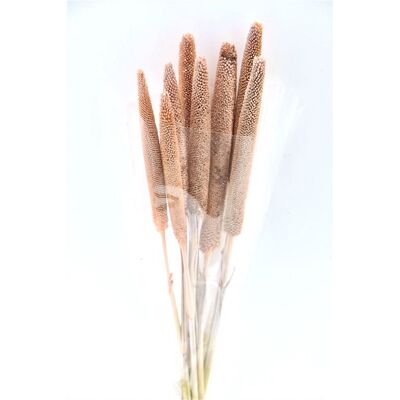 Dried flowers - Babala - Salmon - 60 cm