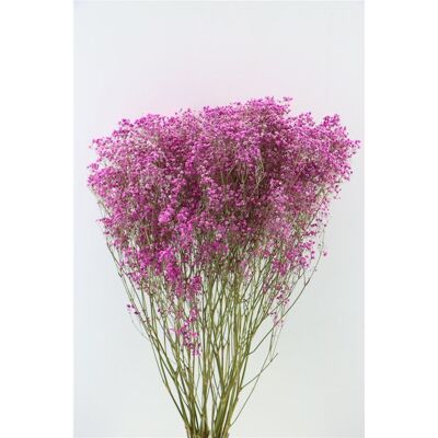Gypsophila - Gypsophila - rosa - 70 cm - flores secas