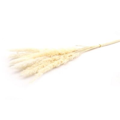 Fluffy pampas - per bunch - 70 cm - white - dried flowers