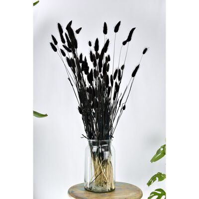 Lagurus Noir - 60 cm - Fleurs Séchées - Queue de Lièvre