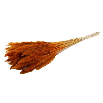 Pampa moelleuse - par bouquet - 70 cm - orange - fleurs séchées