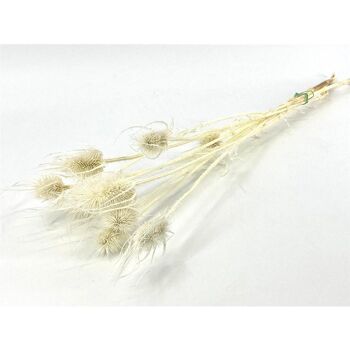 Fleurs séchées - Cardère - Cardi Stella - blanchies - 70 cm 1