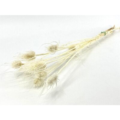 Flores secas - Teasel - Cardi Stella - blanqueado - 70 cm