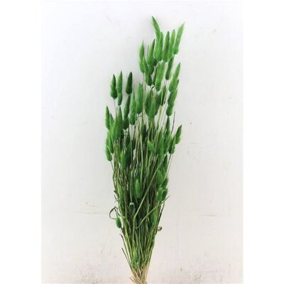 Lagurus green - 60 cm - Dried flowers - Hare tail