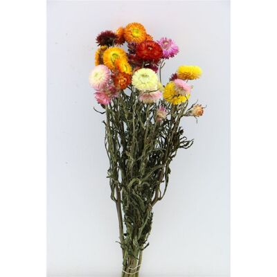 Strawflowers - Helichrysum Mix - flores secas
