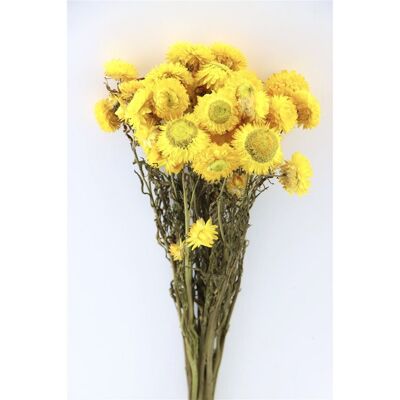 Strawflowers - Helichrysum amarillo - flores secas