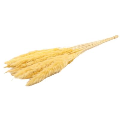Fluffy pampas - per bunch - 70 cm - yellow - dried flowers
