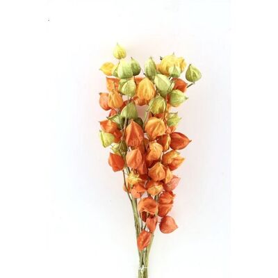 Fleurs séchées - Physalis - 70 cm - Orange