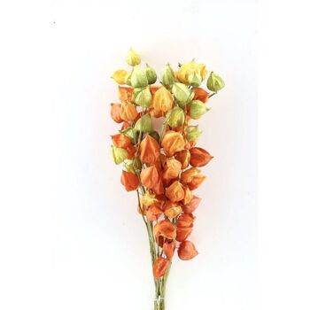 Fleurs séchées - Physalis - 70 cm - Orange 1