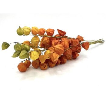 Fleurs séchées - Physalis - 70 cm - Orange 2