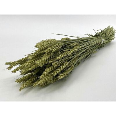 Fiori secchi - Triticum - Frumento - naturale - 60 cm