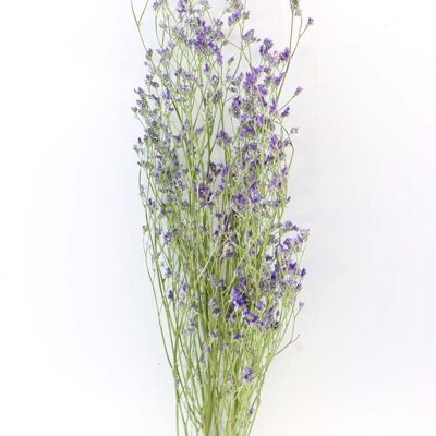 Dried flowers - Limonium - 60 cm - purple