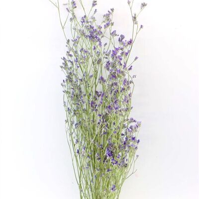 Dried flowers - Limonium - 60 cm - purple