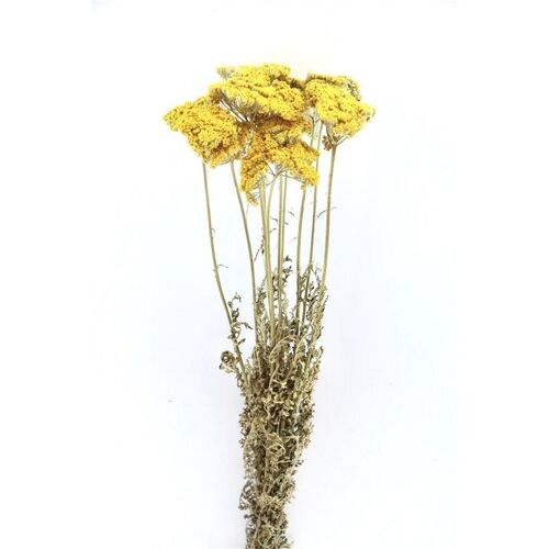 Droogbloemen - Achilea - 60 cm - Dried flowers