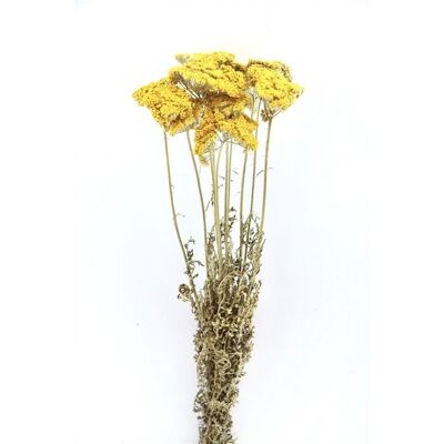 Dried flowers - Achilea - 60 cm - Dried flowers