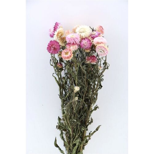Strobloemen - Helichrysum roze - droogbloemen