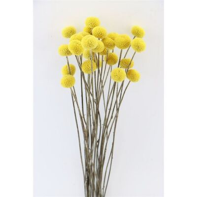 Craspedia - bacchetta - 60 cm - fiori secchi