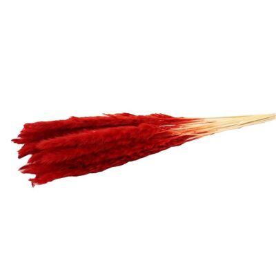 Pampa soffice - per mazzo - 70 cm - rosso - fiori secchi