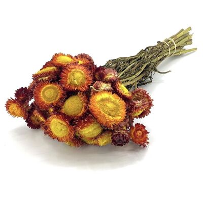 Strawflowers - Helichrysum orange - dried flowers