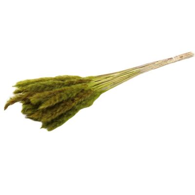 Pampa soffice - per mazzo - 70 cm - verde - fiori secchi