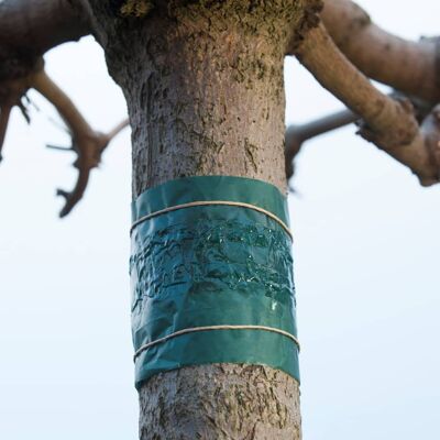 Nastro adesivo Nature Insects 150 cm 6060134