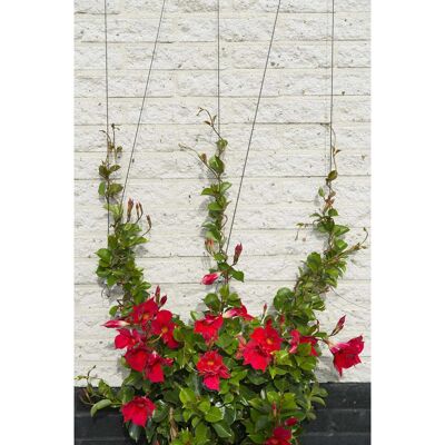 Nature Tension wire system for climbing plants 6040760