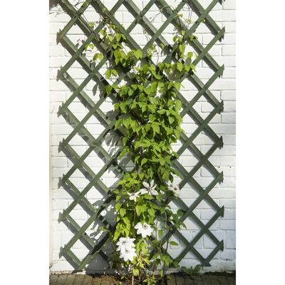 Treillis Nature Garden 2 pcs 50x150 cm bois vert